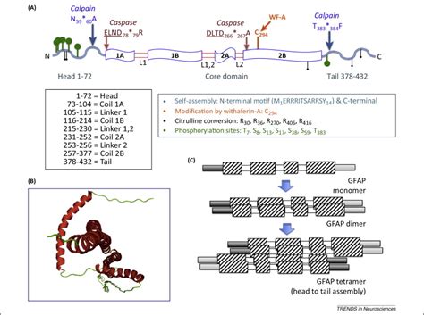 ogfap|Glial fibrillary acidic protein